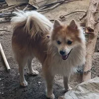 سگ پامر اشپیتز