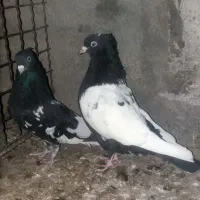 کفتر.کبوتر.کله سیاه.سینه سیاه