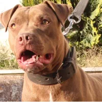 پیتبول نر دوساله|سگ|تهران, شهرک استقلال|دیوار