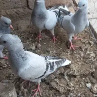 یک سبز دم سفید ماده به شرط تخم جوجه سالم