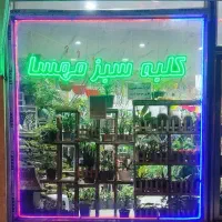 گیاه شمعدانی|گل و گیاه طبیعی|صوفیان, |دیوار
