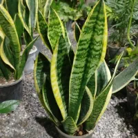 فروش ویژه کرواتی ابلق بصورت ریشه لخت وگلدانی|عمده‌فروشی|بهشهر, |دیوار