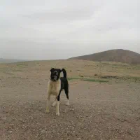 سگ گوسفندی، نگهبان، 2ساله