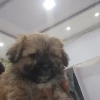 توله شیتزوتریر(فول کیفیت)|سگ|قزوین, |دیوار