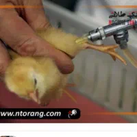 نیرو برای واکسیناسیون جوجه