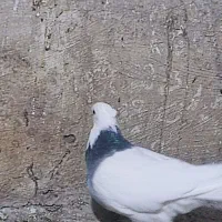 طوقی کبود|پرنده|قزوین, |دیوار