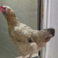 مرغ رسمی تخم گذار|حیوانات مزرعه|قم, میدان نو|دیوار