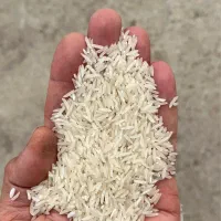 برنج فجر سوزنی