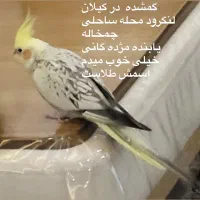 ساکن تهران کَمشده درکَیلان یابنده مرده کَانی خووب