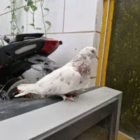 کفتر صداکن اصفهانی|پرنده|برخوار, |دیوار