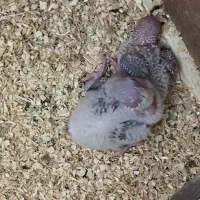 جوجه سرلاکی گرینچیک آناناسی