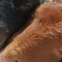 سروستان یک جفت بره نر وزن 80