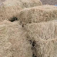 یونجه و گیاه