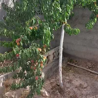 باغ ۴۰۰ متری بعد از گنبد باز یا شاهنامه ۶۷|فروش زمین و ملک کلنگی|مشهد, کلاکوب|دیوار