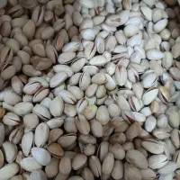 پسته امسالی