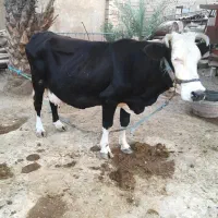 گاو خانگی سرحال|حیوانات مزرعه|باوی, |دیوار