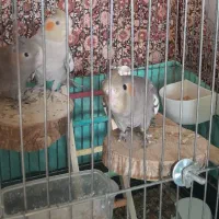 عروس هلندی ۲ماهه|پرنده|قم, پردیسان|دیوار