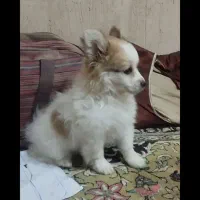 توله پامرخرسی|سگ|خمینی‌شهر, |دیوار