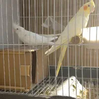 کاملا دستی رو شونه می شینه به شرط کاملا دستی