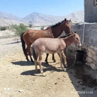 مادیان با کره قاطر نر|اسب و تجهیزات اسب‌سواری|ایذه, |دیوار