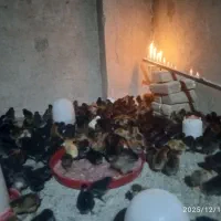 جوجه هفت روزه صحیح و سالم