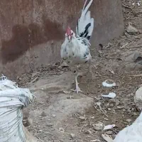 ۴ عدد مرغ و خروس گلین لری عشایری|حیوانات مزرعه|قرچک, داوود آباد|دیوار