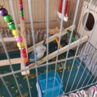 پرنده کوتوله|پرنده|اردکان, |دیوار