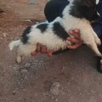 واگذاری توله سرابی|سگ|سلماس, |دیوار