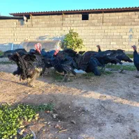 بوقلمون|حیوانات مزرعه|گنبد کاووس, |دیوار