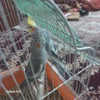 عروس هلندی جفت|پرنده|کرج, کوی امامیه|دیوار