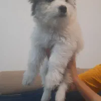 فروش توله سگ شیتزو