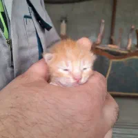واگذاری بچه گربه چشم آبی نارنجی