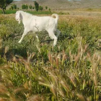 نربز سانن تکشاد دودندان