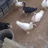 حراج بوقلمون و اردک روسی|حیوانات مزرعه|آمل, |دیوار