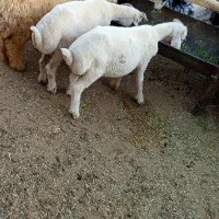 بره ماده فروشی