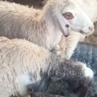 گوسفند داشتی