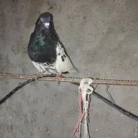 کبوتر