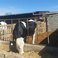 گوساله نر سمینتال