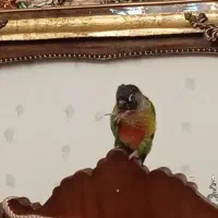 پرنده گیرینجیک