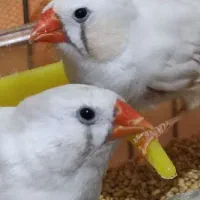 ۶ عدد فنچ  و چهار تخم همراه با دو قفس و وسایل|پرنده|کرمانشاه, |دیوار