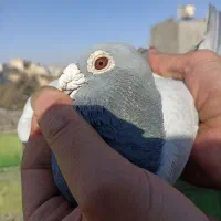 کبوتر مسافتی آلمانی|پرنده|مشهد, قائم|دیوار