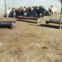 بز درجه یک|حیوانات مزرعه|ملکشاهی, |دیوار