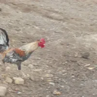 خروس|حیوانات مزرعه|کرباسک, |دیوار