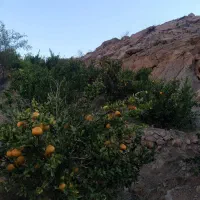 فروش فوری باغ سیاهو روستای ماشاری