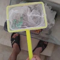 آکواریم مفت|ماهی|گلبهار, شهر جدید گلبهار|دیوار