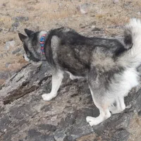 سگ هاسکی|سگ|بهار, |دیوار