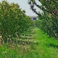 باغچه ۳۵۰ متری با درختان میوه در شهریار