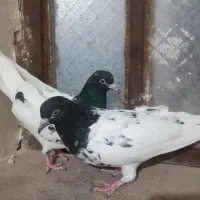 8تاکبوتر رنگه هوایی|پرنده|مشهد, آزادشهر|دیوار