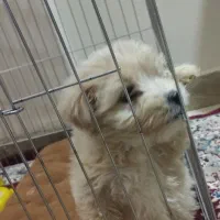 سگ شیتزو مالتیز،لوازم کاملا رایگان