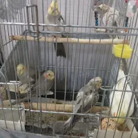 یک جفت عروس هلندی مولد جوان با چهارتا جوجه با قفس|پرنده|ری, دیلمان|دیوار